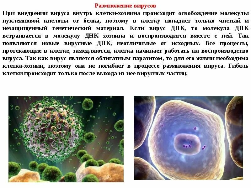 У вирусов процесс размножения происходит. Размножение вирусов. размножение днк вирусов. клетка вируса.