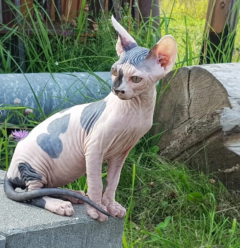 сфинкс калининград