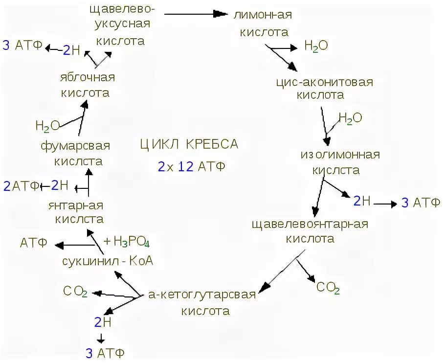 Полное окисление пировиноградной кислоты