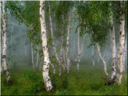 Песня рощи березовой стать белоствольная