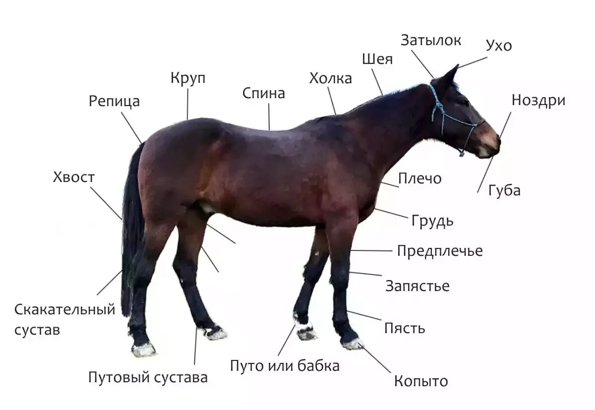 Туловище коня