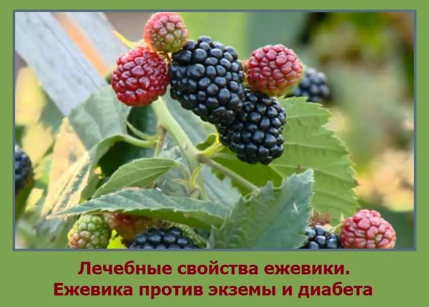 Ежевика полезные свойства. Ежевика ккал. Чем полезна ежевика. Чем полезна ежевика для организма. Чем полезна ежевика.
