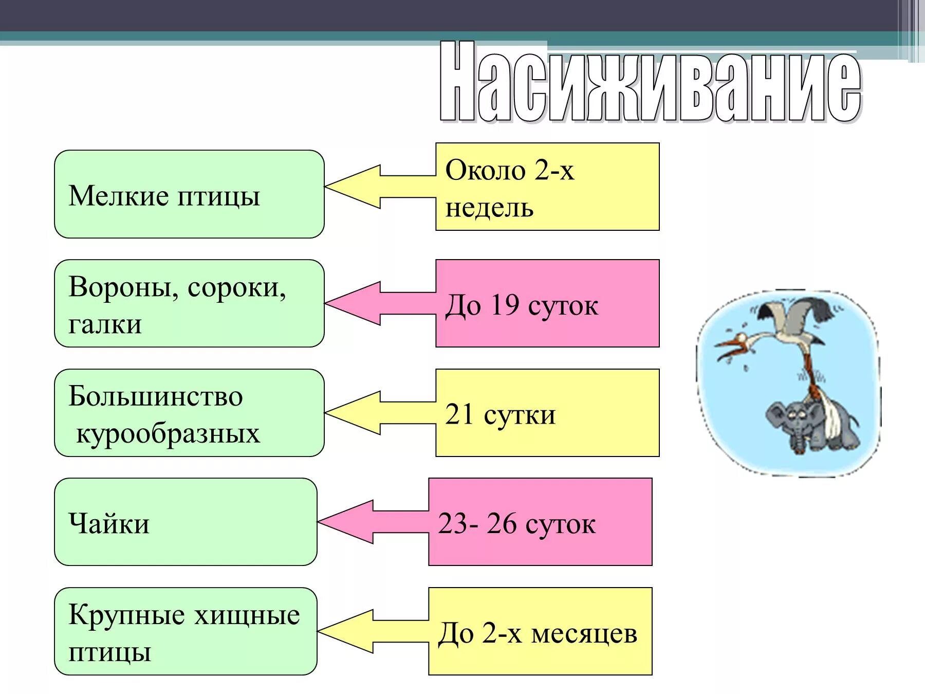 Цикл развития птиц 7 класс. Размножение и развитие птиц. Размножение и развитие птиц презентация. Класс птицы развитие.