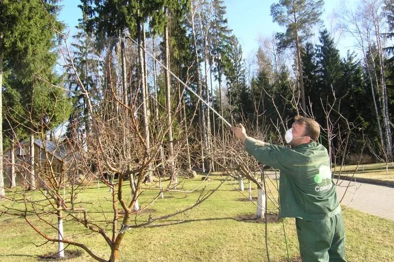 Обработка дерева. Опрыскивание деревьев. Опрыскивани к деревьев. Обработка деревьев в саду.