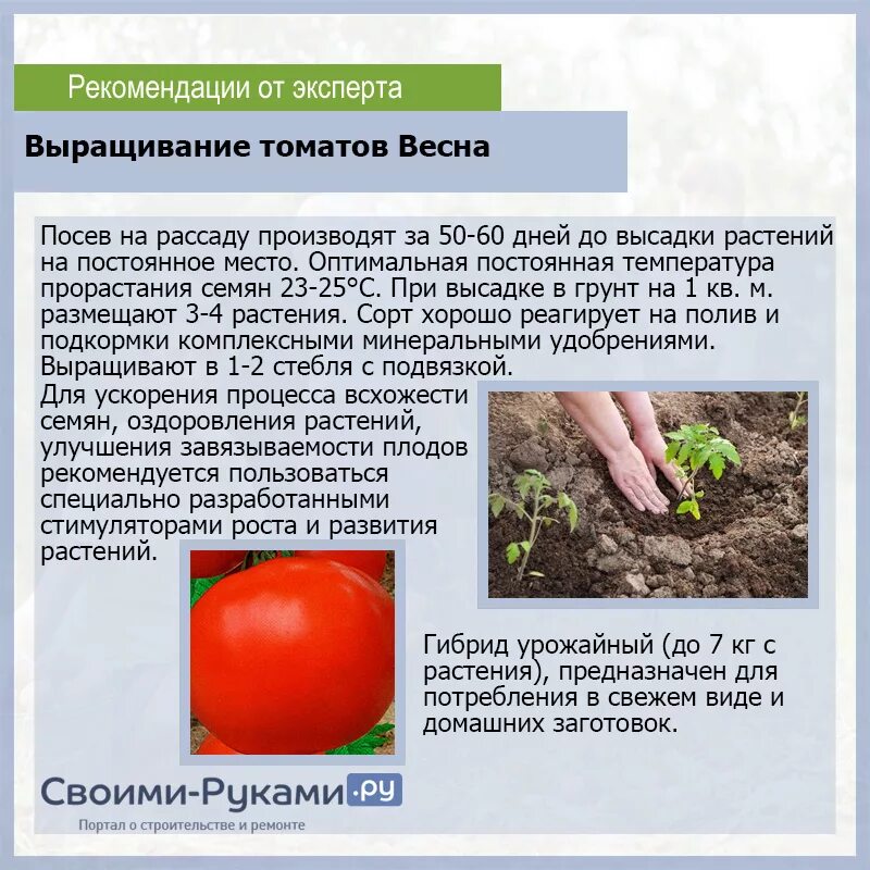 Помидоры сорта для посадки. Помидоры особенности выращивания. Рекомендации для выращивания томатов. Сорта помидоров в открытом грунте выращивание. При какой температуре растут помидоры