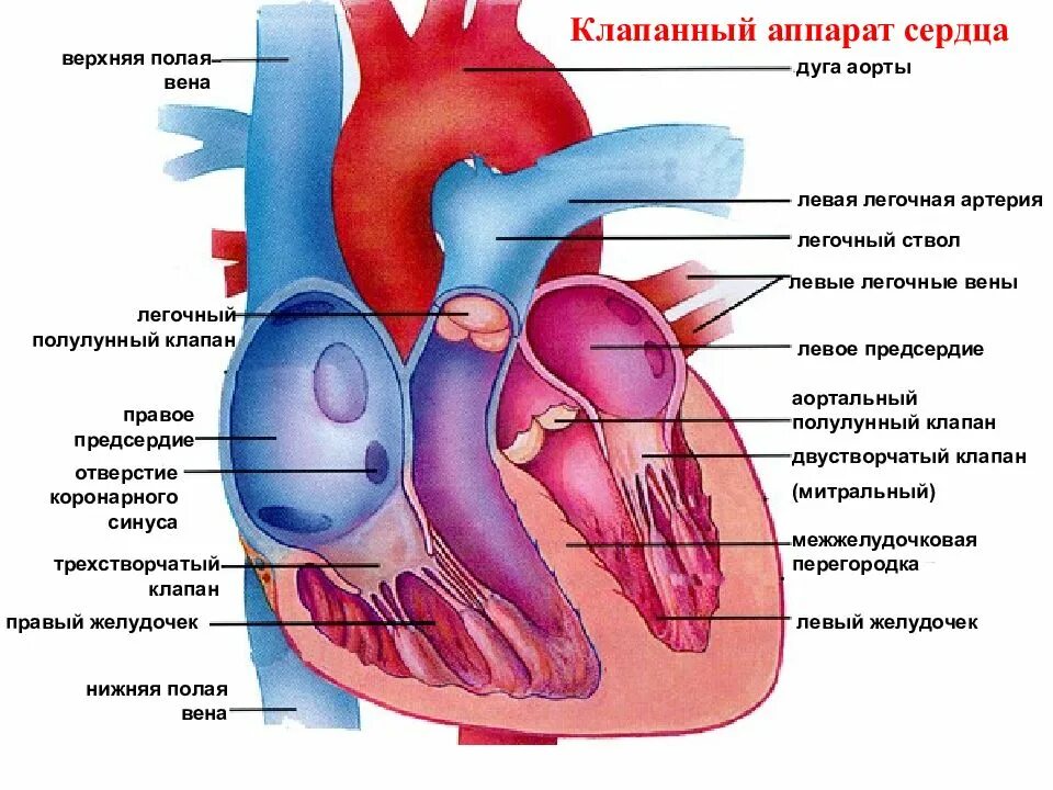 Строение сердца легочный ствол аорта. Строение сердца клапан аорты. Сердце анатомия легочная артерия. Строение сердца дуга аорты.