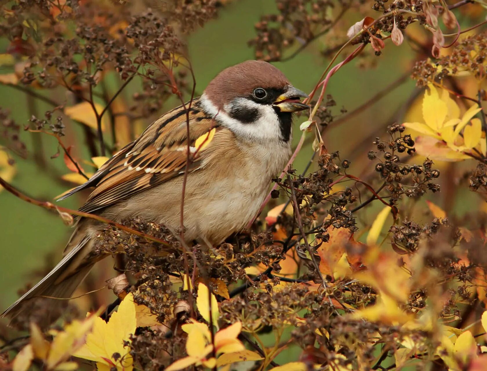 Воробьи лесные птицы. Воробей на дереве. Воробьи лесные птицы. Воробьи лесные птицы. Воробьи лесные птицы.