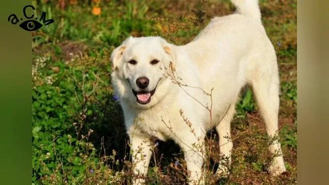 Как выглядит собака акбаш Akbash Dogs Nòi giống chó, Người yêu chó, Cún con