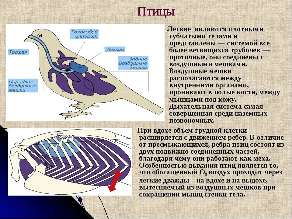 Дыхательная система птиц птиц. Класс птицы дыхательная система. Дыхательная система птиц 7 класс биология. Строение дыхательной системы птиц.