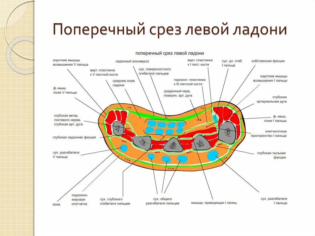 Топографические срезы. Поперечный срез кисти топографическая анатомия. Поперечный распил кисти схема. Топографическая анатомия кисти фасциальные ложа. Клетчаточные пространства кисти ладонь.