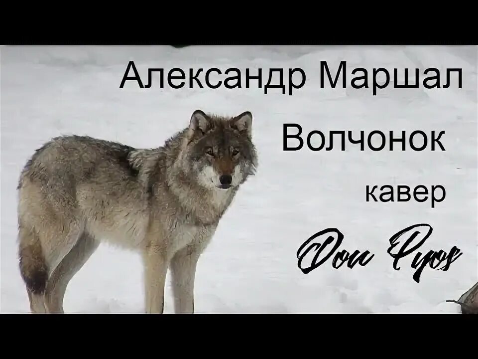 Песня волченок серега слушать. Александр маршал волчонок. александр маршал песня волчонок. маршал про волков. песня про волков маршал.