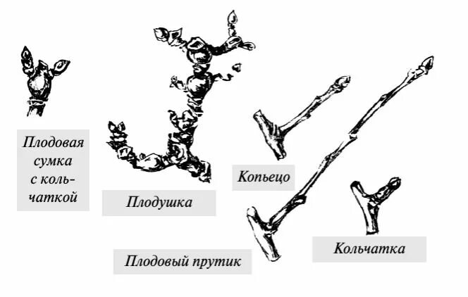 Плодовые и ростовые почки яблони. Цветочные почки на груше. Кольчатка яблони это. Плодовые и ростовые почки яблони. Плодовые почки на груше.