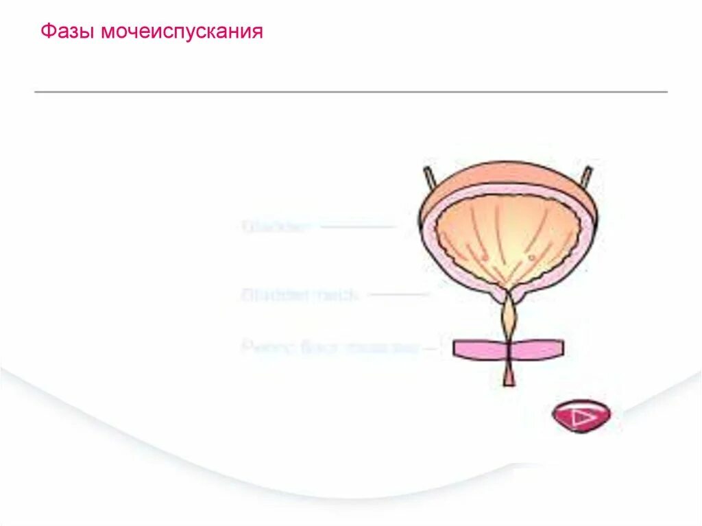 Фазы мочеиспускания. Мочеиспускание у женщин схема. Акт мочеиспускания рисунок. Мочеиспускание у девочки схема.