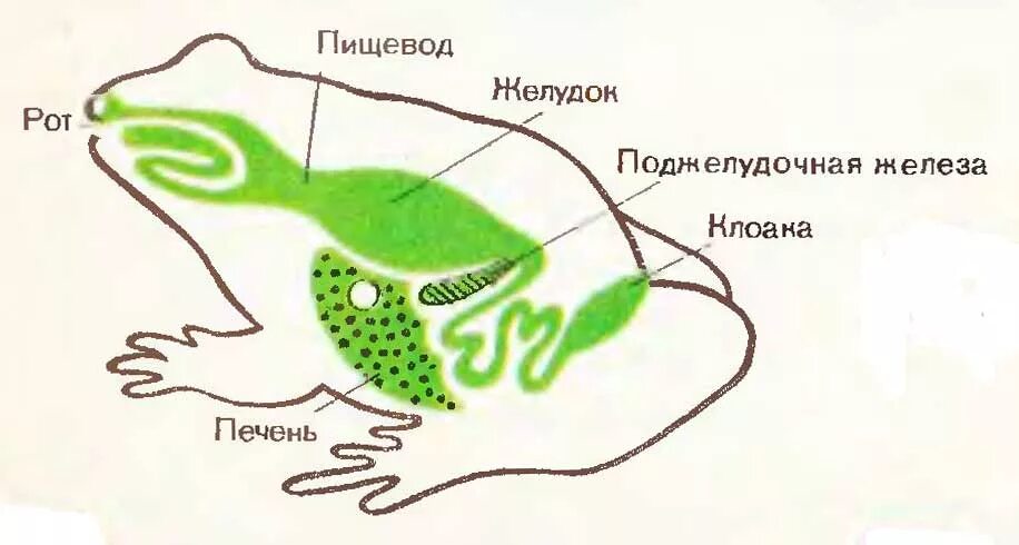 Пищеварительная система земноводных схема. Строение пищеварительной системы лягушки. Внутреннее строение лягушки пищеварение. Пищеварительная система земноводных рисунок.