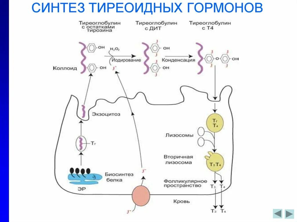 Участвуют в синтезе гормонов. Метаболизм тиреоидных гормонов биохимия. Схема синтеза тиреоидных гормонов. Метаболизм тиреоидных гормонов схема. Схема регуляции тиреоидных гормонов.