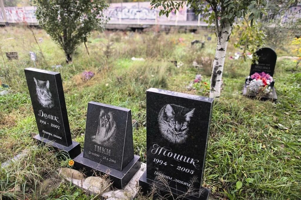 Как похоронить животное. Кладбище домашних животных похороны кота. Кладбище домашних животных могила и кот. Кладбище животных. Надгробия для домашних животных.