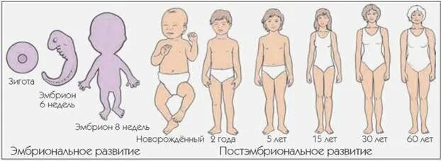 Этапы развития организма человека. Этапы развития тела человека. Периоды развития человеческого тела. Индивидуальное развитие организма человека. Этапы после рождения