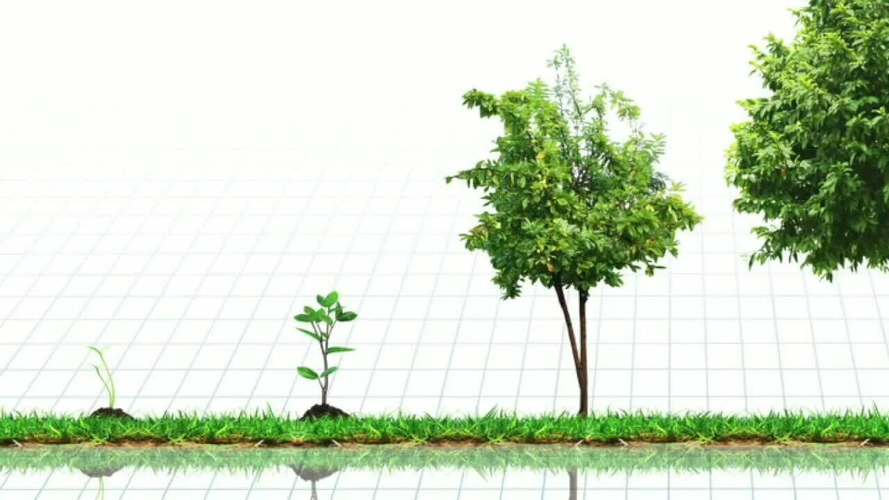 Какое деревце будет расти быстрее и развиваться. Рост дерева. Растущее дерево. Рост деревца. Стадии роста дерева.