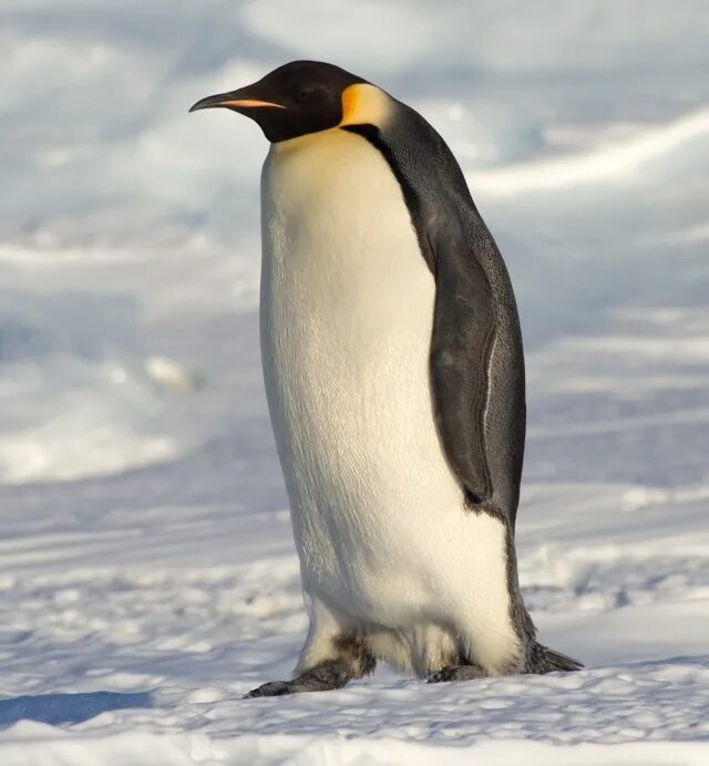 Emperor penguin. Животные Антарктиды Императорский Пингвин. Императорский Пингвин Aptenodytes forsteri. Императорский Пингвин в Антарктиде. Императорские пингвины в Антарктиде фото.