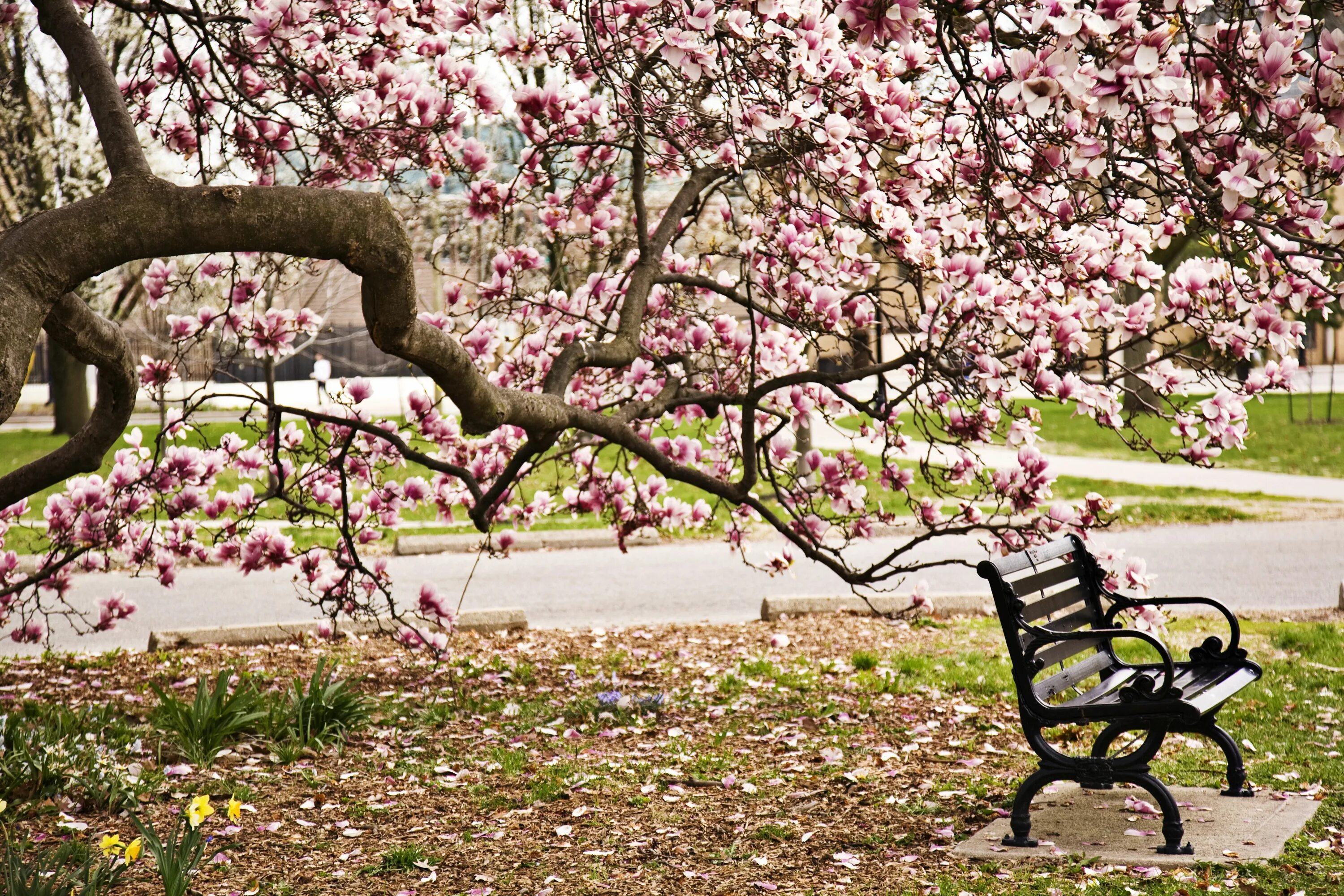 Парк Цветущая Магнолия. Дерево магнолии Воронцовский парк. Аллея магнолий. Парк с цветущими деревьями. Сакура цветет в саду