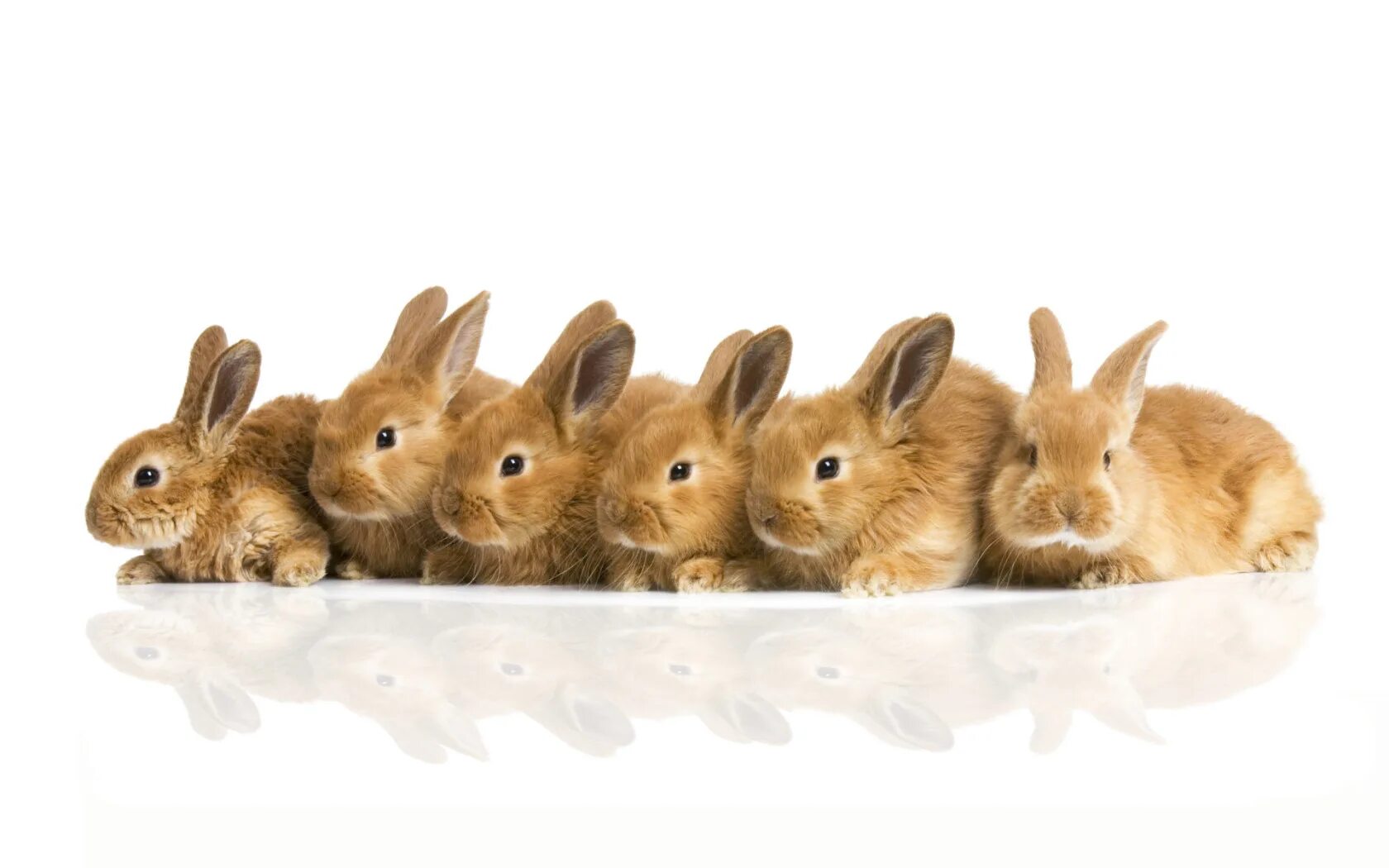 Six rabbits