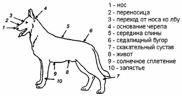 Слабые места собак. Собака точка. Болевые точки у собак. Уязвимые точки. Место собаки 6