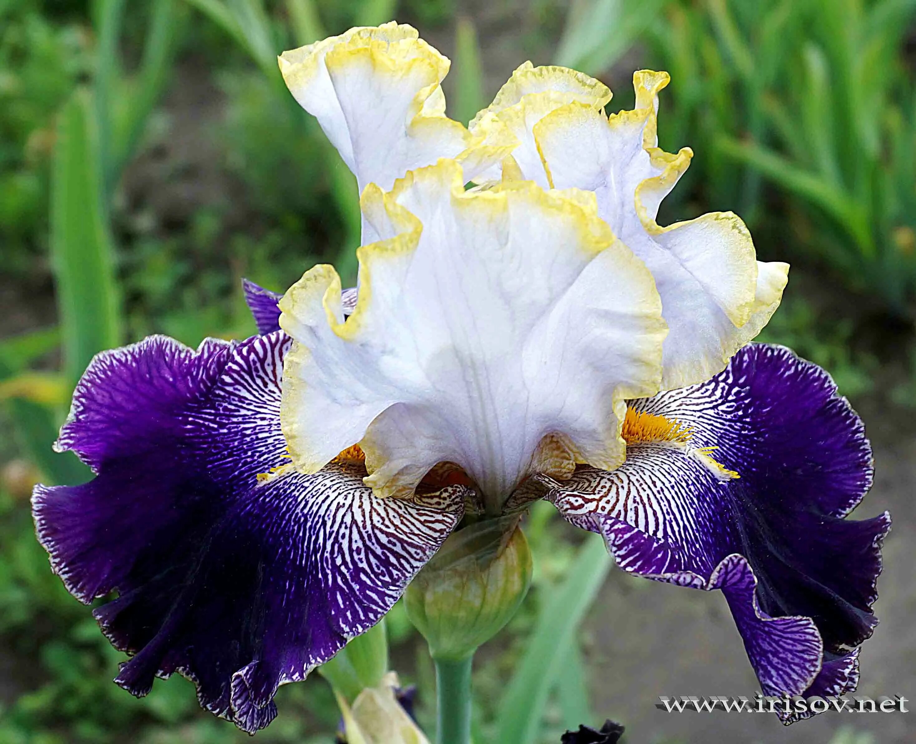 ирис бьюти оф поэм. ирис бородатый dreams теам. ирис семейные. ирис блэк найт. ирис drive me wild.