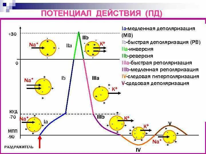 Фазы потенциала действия физиология график. 3 Фаза потенциала действия. Фазы возникновения потенциала действия. Как определить потенциал действия клетки.