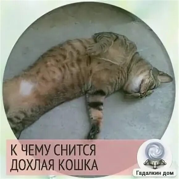 Кошки во сне для женщины к чему. Мертвые коты к чему снится. Дохлая кошка к чему снится. Видеть во сне кошку.