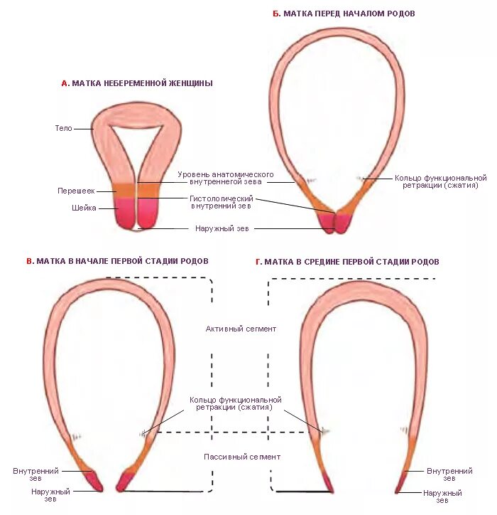 Схема раскрытия шейки матки. Нижний сегмент шейки матки. Сегменты раскрытия шейки матки. Как понять что готова к родам