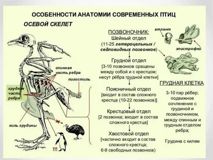 Особенности строения в связи с полетом