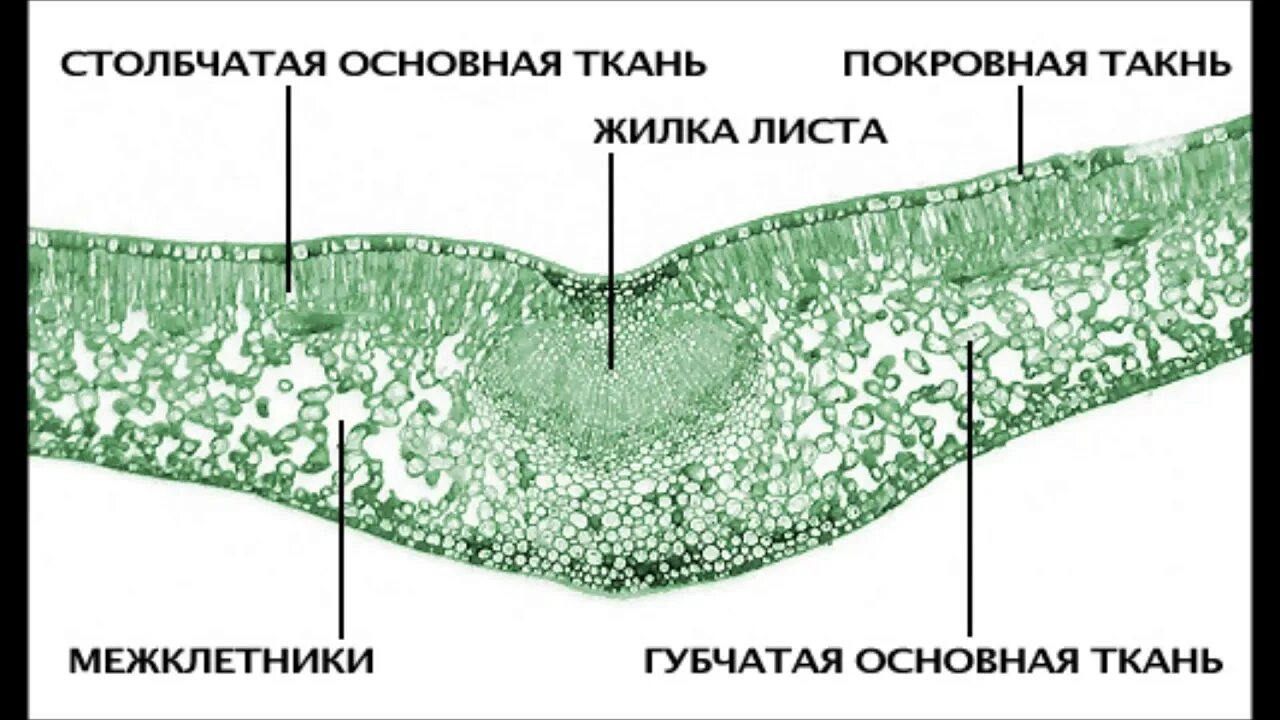 Какой тканью представлены жилки. Поперечный срез листа камелии. Ткани растений поперечный срез листа. Микропрепарат поперечный срез листа камелии. Ткани листа камелии под микроскопом.