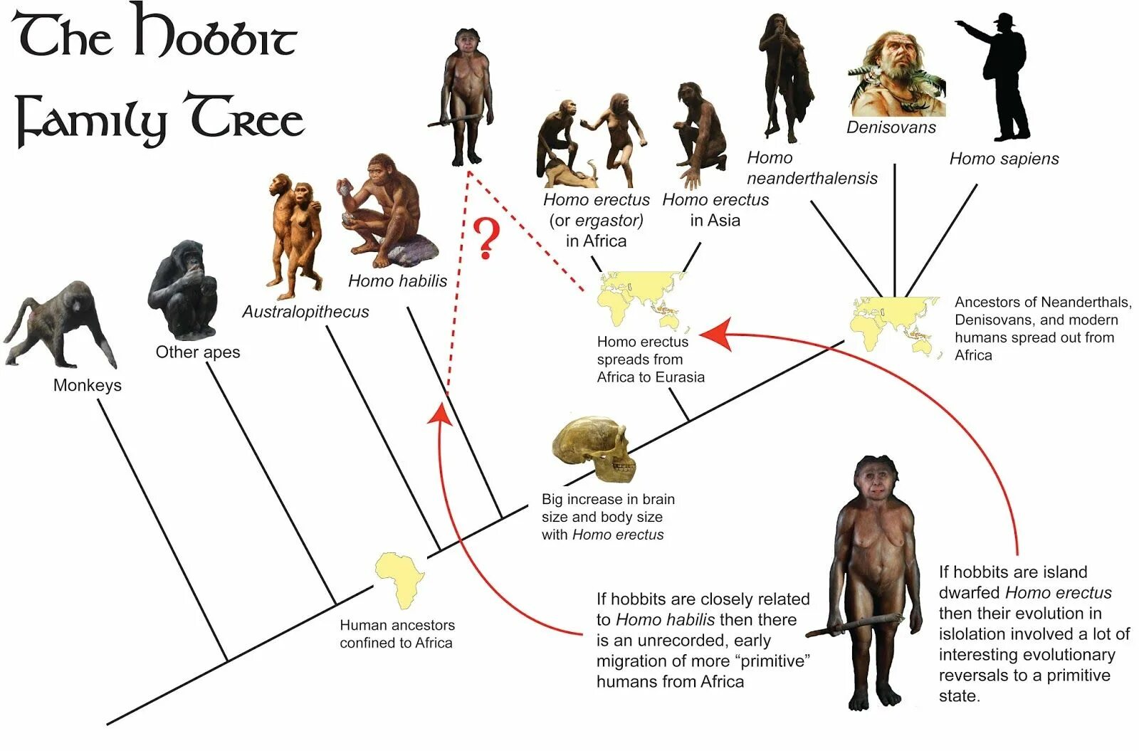 Эволюция человека хомо сапиенс. Человек разумный (homo sapiens) внешность. Эволюция homo sapiens таблица. Хомо сапиенс австралопитек Эволюция.