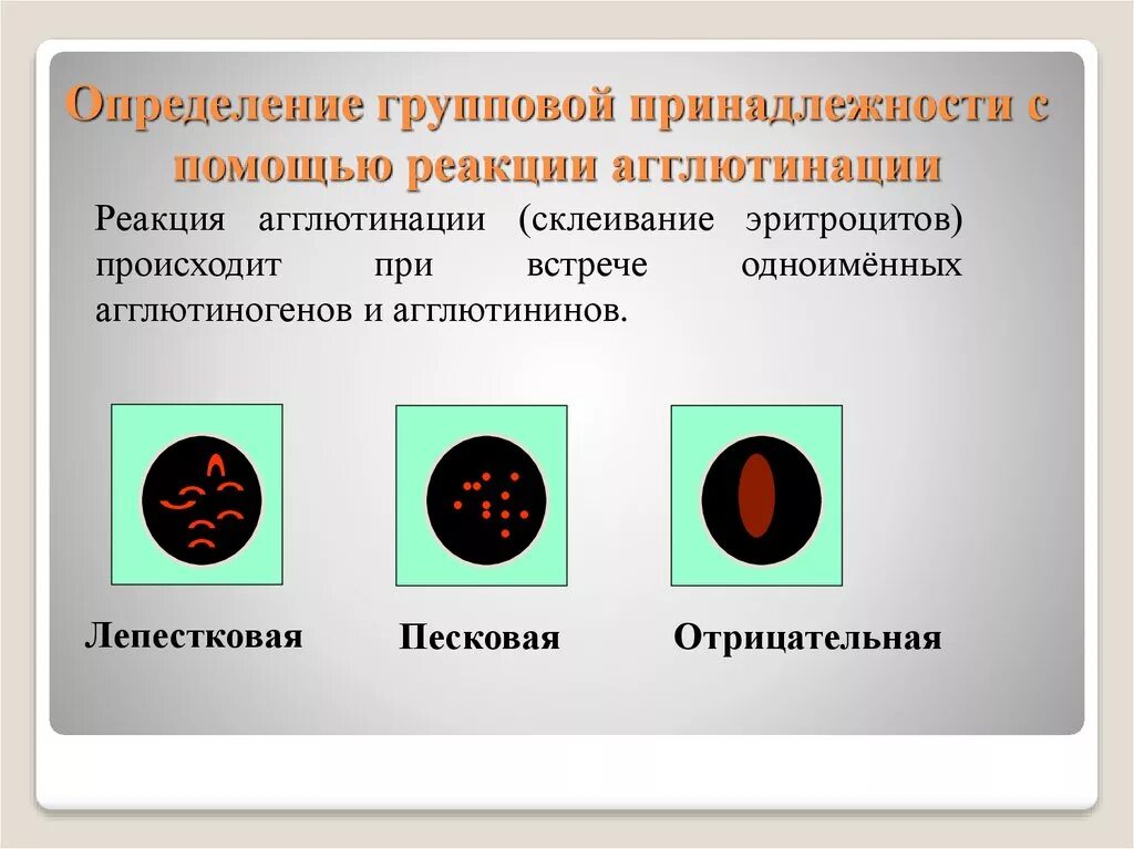 Определение групповой принадлежности. Способы определения групповой принадлежности крови. Реакция агглютинации. Оценка реакции при определении групповой принадлежности. Методы реакции агглютинации