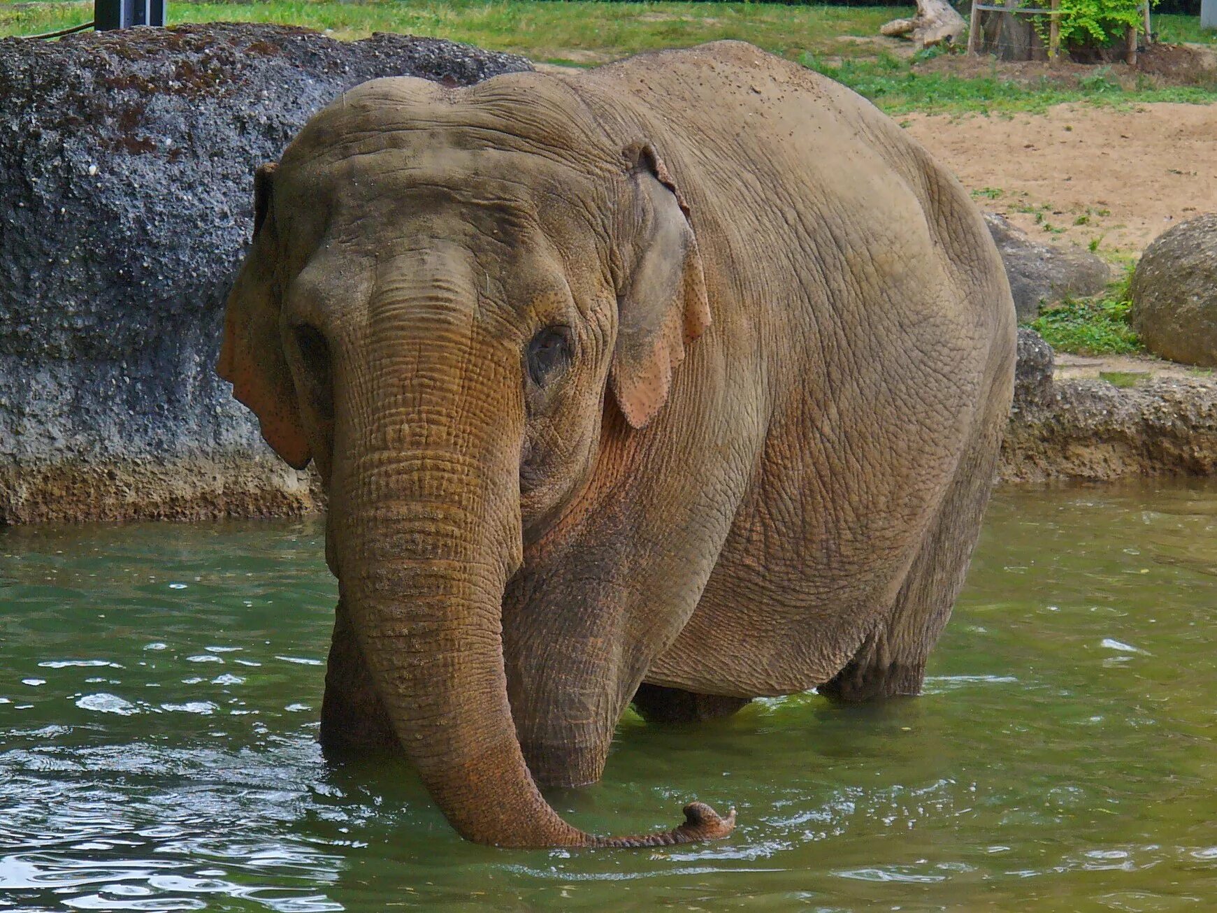 Индийские слоны хоботные. Индийский слон слон. Азиатский индийский слон. Индийский слон (Elephas Maximus).