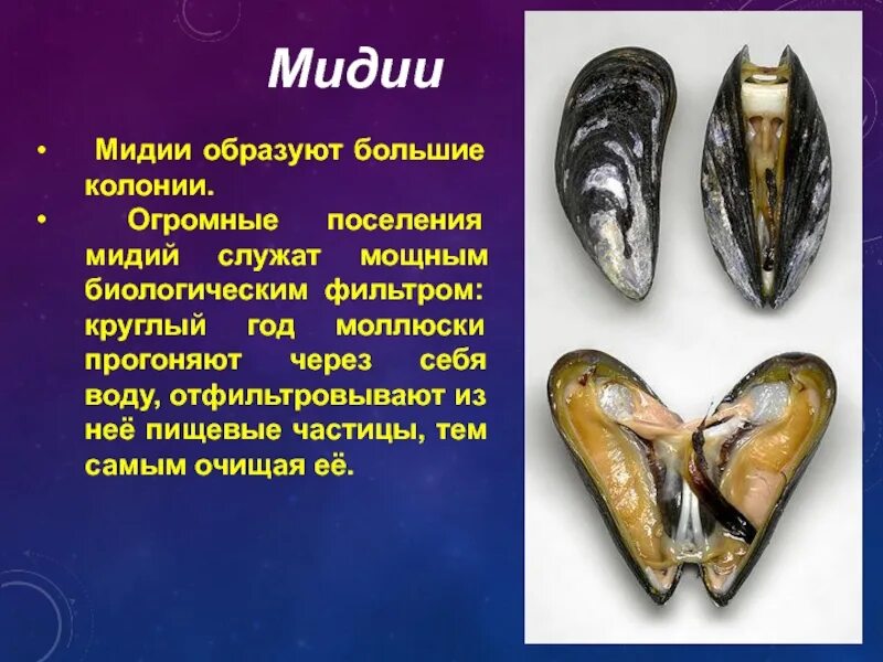 Что значит мидии. Значение мидии. мидии сообщение по биологии. сообщение о мидии. мидии ценность.