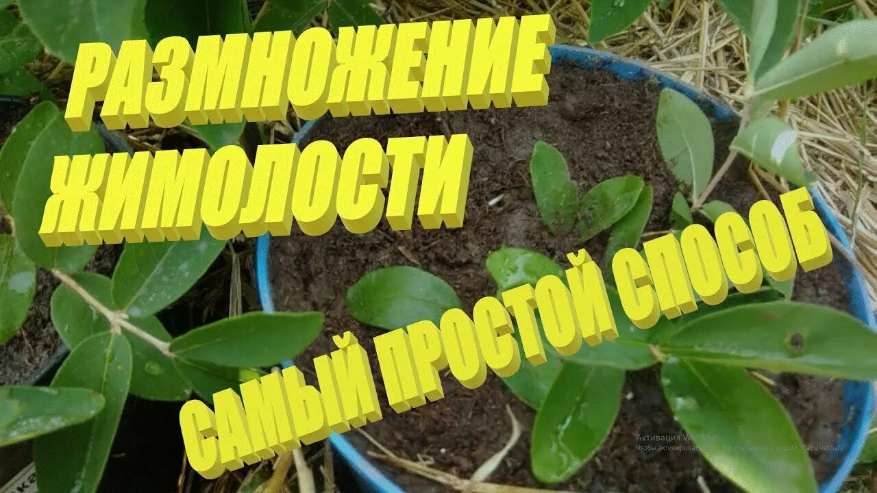 Как размножается жимолость. Жимолость одревесневшие черенки. Размножение жимолости черенками. Жимолость съедобная размножение. Размножение жимолости отводками.