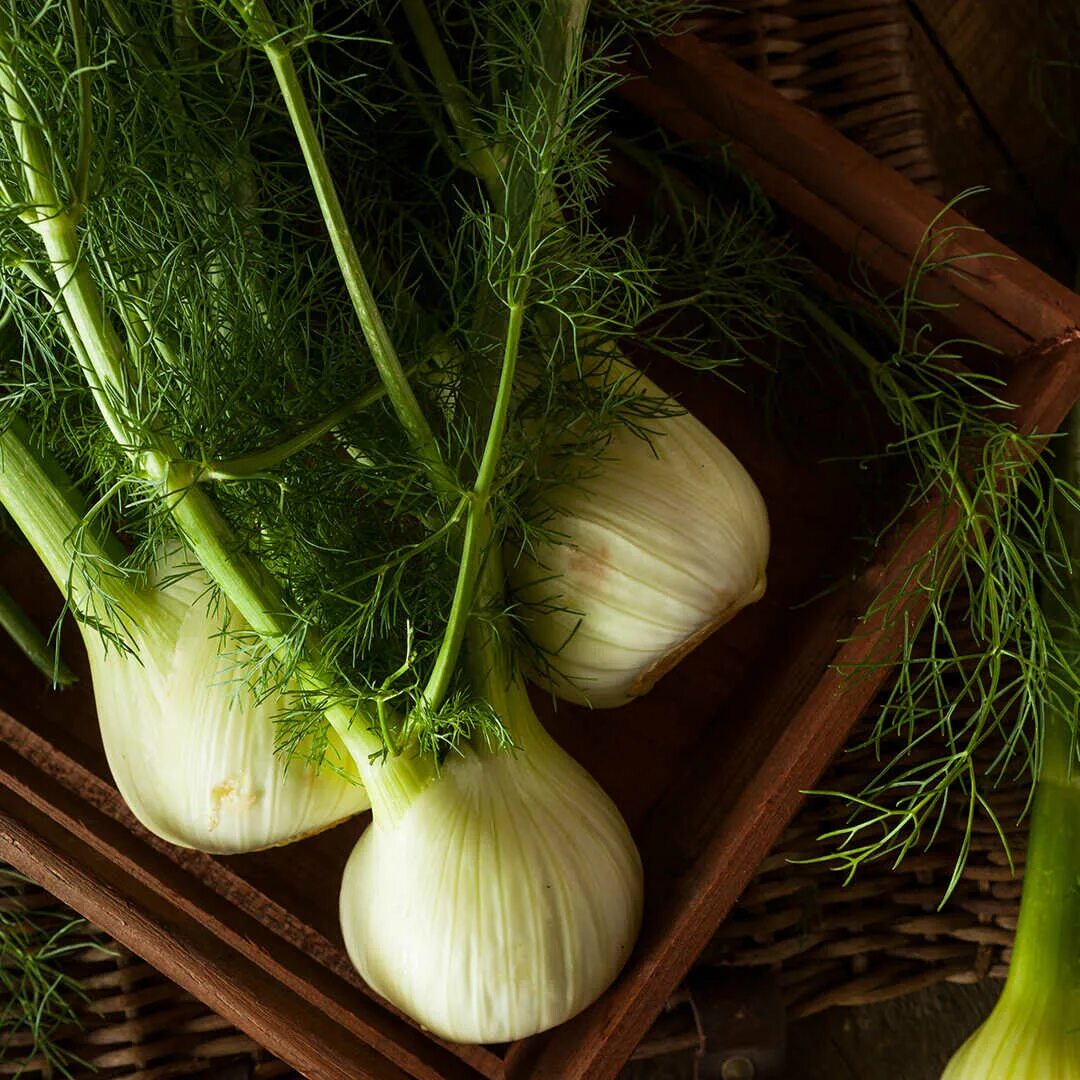 Как использовать фенхель. Fennel rezene. фенхель корнеплод. анис и фенхель. фенхель растение.