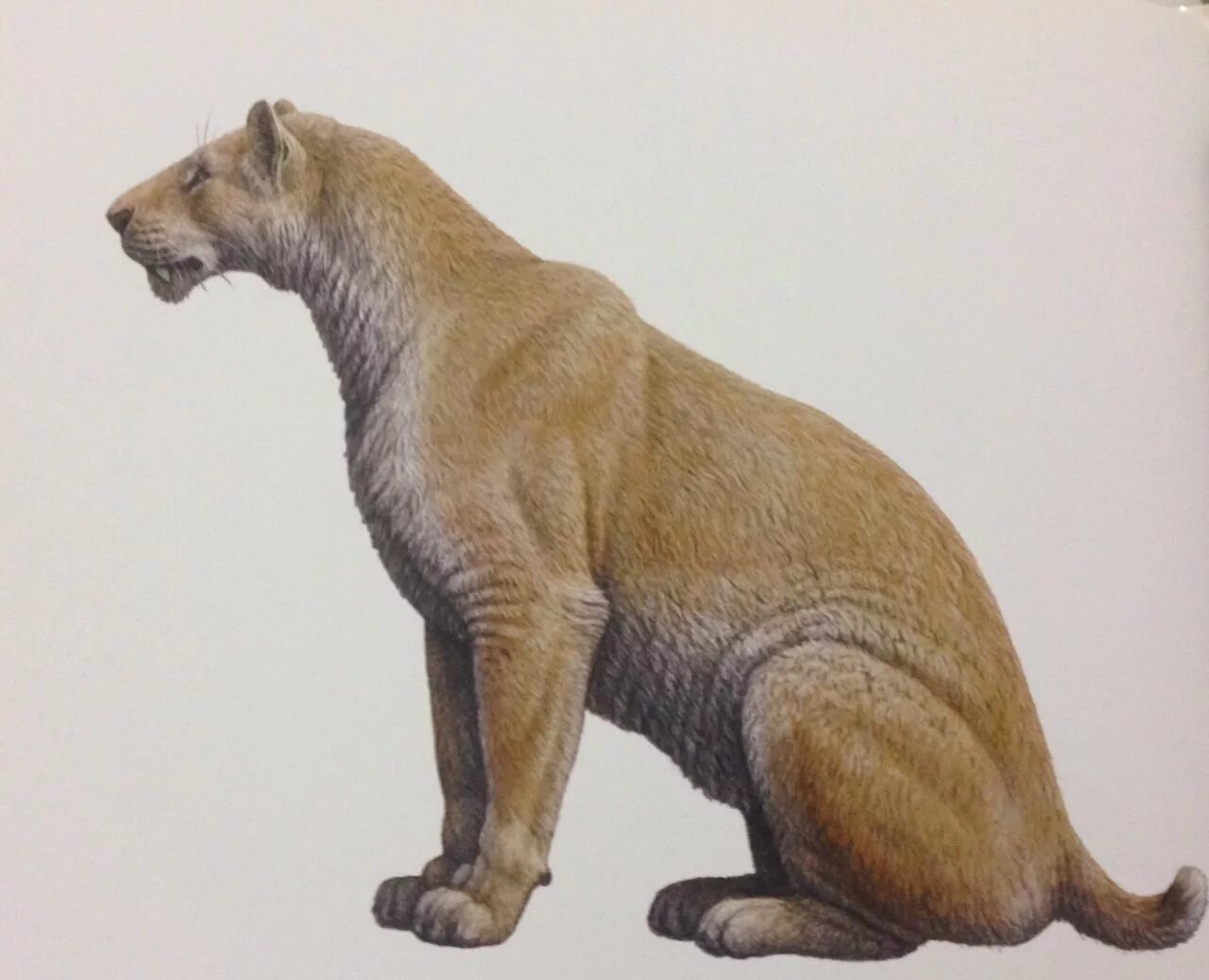 Лев какое млекопитающие. Гомотерий латиденс. Xenosmilus hodsonae. Махайрод.