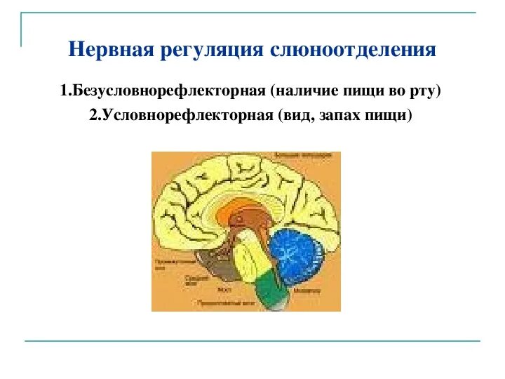 Регуляция слюноотделения схема. Центр регуляции слюноотделения располагается в. Последовательность нервной регуляции слюноотделения. Регуляция слюноотделения физиология схема.