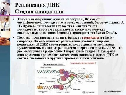 Название фермента участвующего в исправлении ошибок репликации