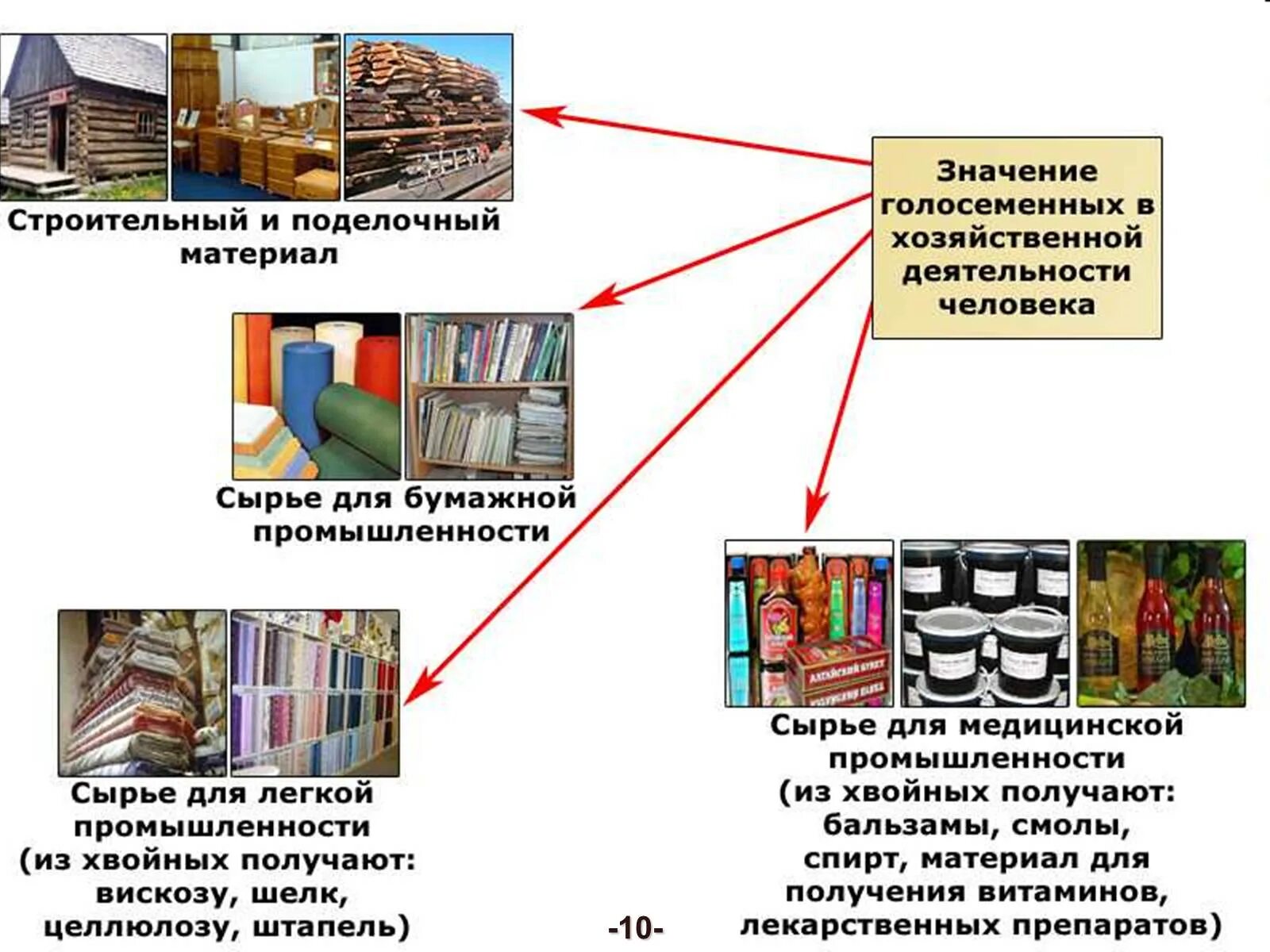 Значение в природе и хозяйственной деятельности человека. Значение голосеменных в природе и жизни человека. Схема применения голосеменных. Значение голо семейных. Значение голосеменных в жизни человека.