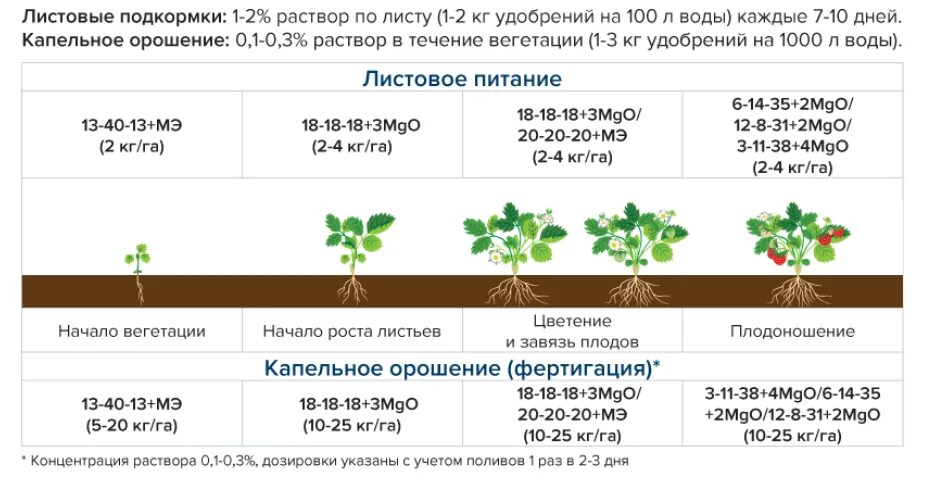Подкормка в период плодоношения
