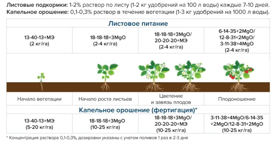 Чем подкормить огурцы в теплице для роста. Схема удобрения клубники. Схема подкормки ремонтантной клубники. Схема подкормок земляники минеральными удобрениями. Схема удобрения огурцов в открытом грунте.