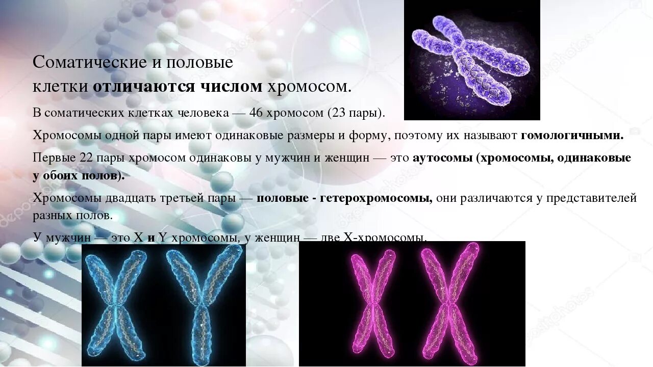 Какую форму имеет хромосома. Хромосомы. Хромосомы человека. Хромосомы в половых клетках человека. Половые хромосомы в соматической клетке.