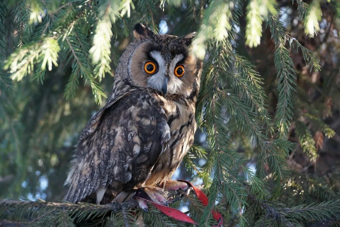Филин ёлка. Игрушка для елки "сова". Новогодний филин. Ёлочная игрушка сова. Сова домовой сыч.
