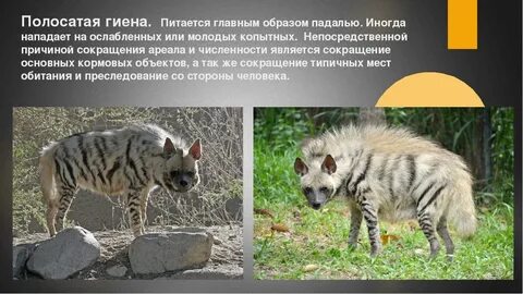 Животные красной книги дагестана