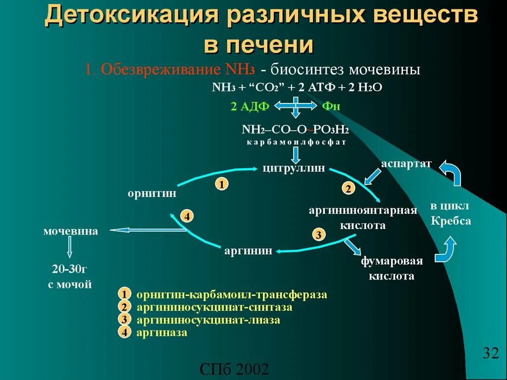 Какие вещества в печени