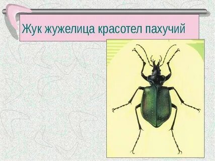 Жук красотел в красной книге