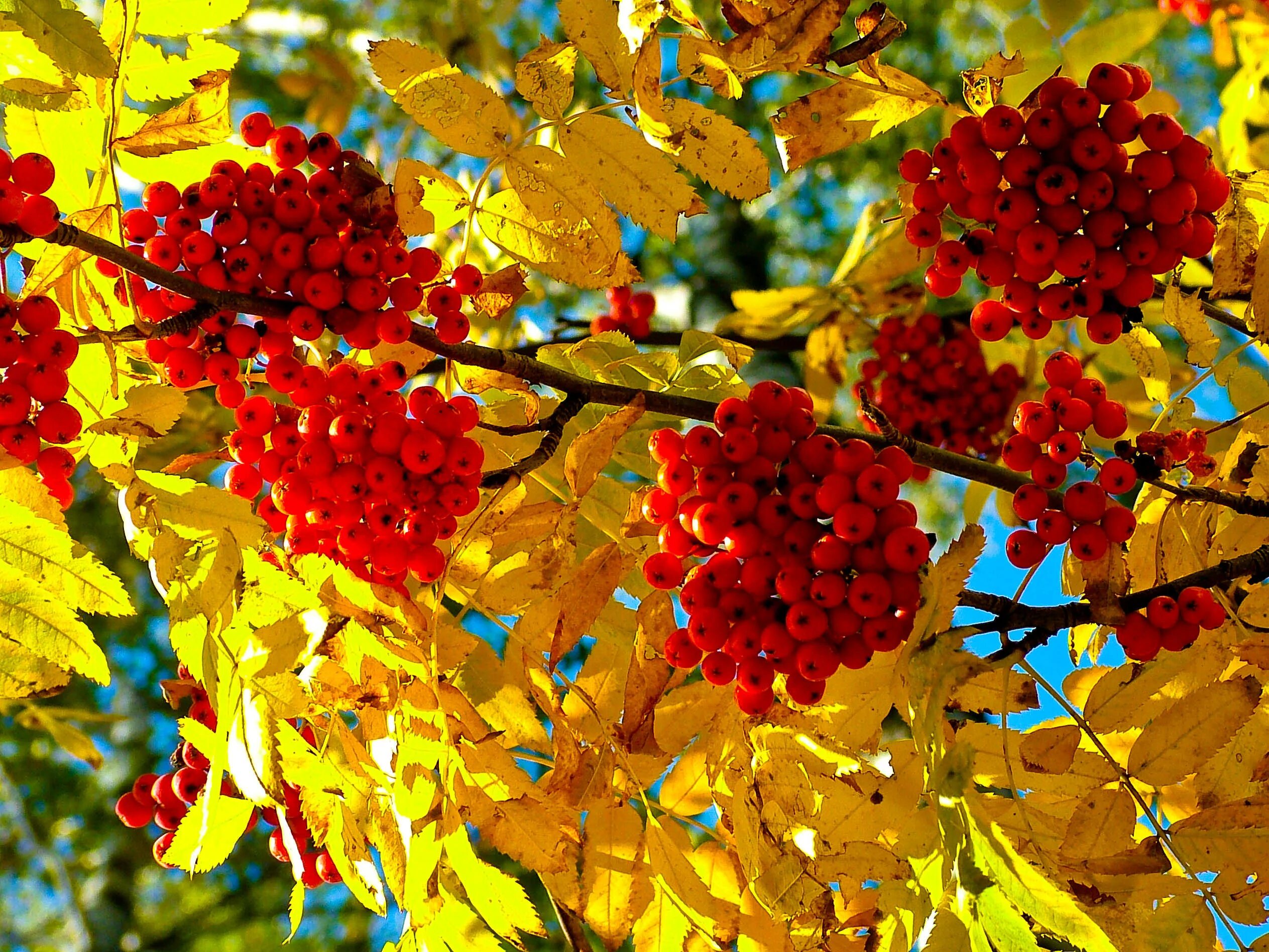 Красный золотой осень. Рябина Вильморена. Рябинник праздник. Сентябрь природа.